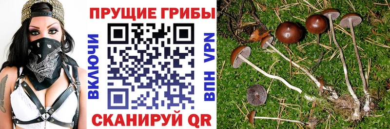 Галлюциногенные грибы Cubensis Артёмовский